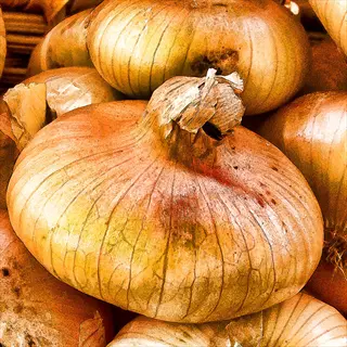 bunch of cipollini onions with papery golden-brown skins and dried tops in a market display
