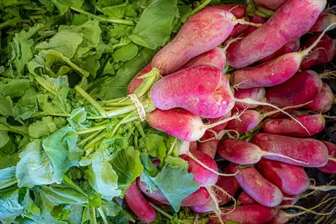 bunch of easter egg radishes with pink skin and green leaves harvested from garden