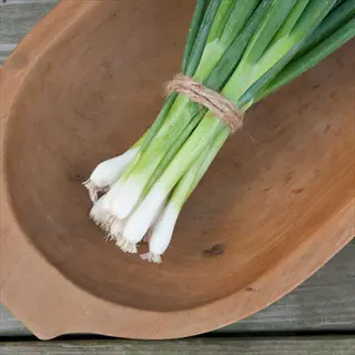 bunch of fresh evergreen hardy white onions with green leaves and white bulbs, tied with twine in a wooden bowl