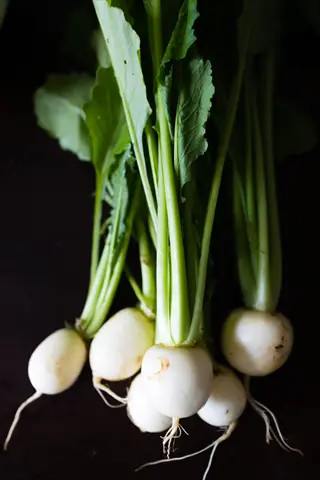 bunch of fresh hakurei turnips with vibrant green tops and white roots against a dark background