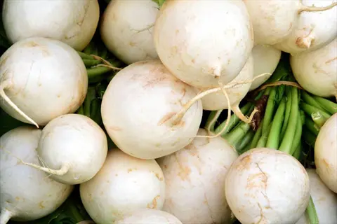 bunch of fresh just right turnips with vibrant green tops and round white roots