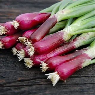 bunch of fresh red bunching onions with slender purple bulbs and green hollow leaves on dark wooden surface