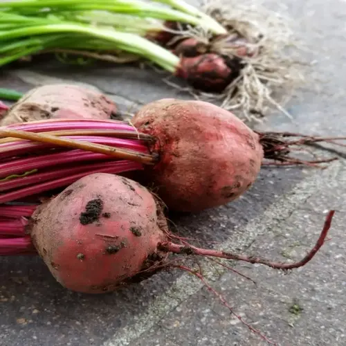 bunch of freshly harvested beets with roots and greens on stone pavement