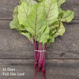 bunch of young beets with full-size beet leaves displayed on rustic wooden background, featuring text overlay '45 days full size leaf' indicating growth stage