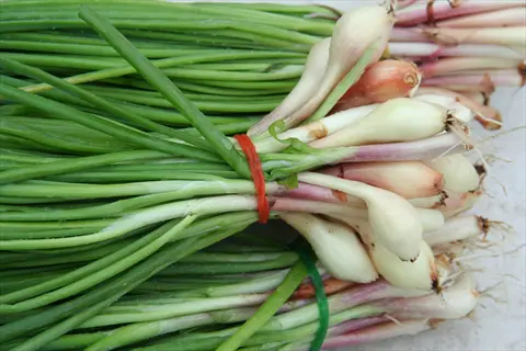 bunched guardsman green onions with long green hollow leaves and white bulbs tied with red and green bands