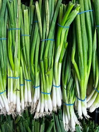 bunches of parade bunching onions tied with blue rubber bands, showing slender white bulbs and green hollow leaves