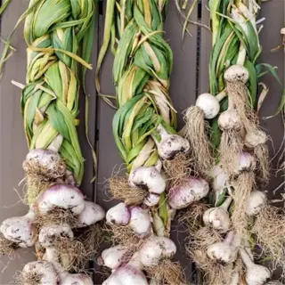 bundles of garlic hanging for curing on a wooden surface