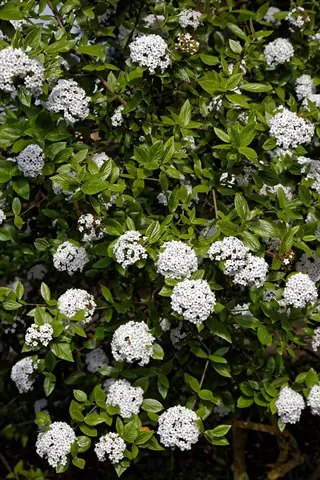 burkwood viburnum flowers in full bloom with clusters of white blossoms and lush green foliage