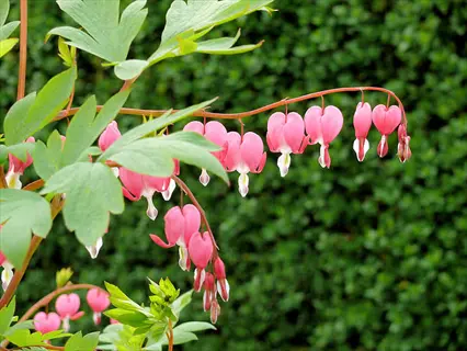 burning hearts dicentra red flowers: pink-white heart-shaped blooms dangling from green foliage against lush hedge background