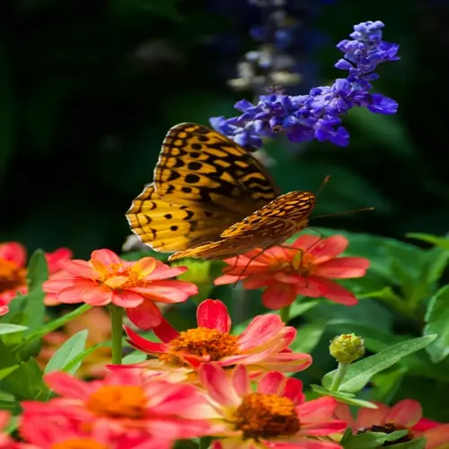 butterfly on butterfly garden flowers with vibrant orange, red, and purple blooms