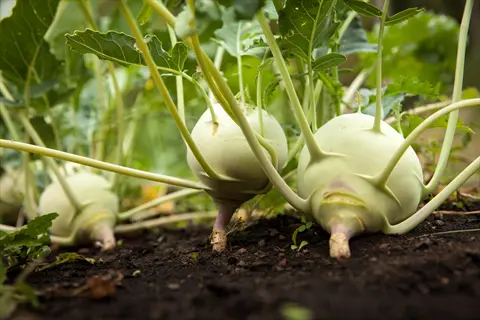 cabbage family plants (kohlrabi) growing in rich garden soil, with large leaves and bulbous stems. typical dill cabbage plants companion garden setting
