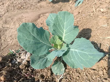 cabbage growth timeline: young cabbage plant with multiple large green leaves growing in dry soil, representing early development stage (e.g., 2-3 weeks after planting)