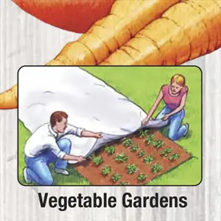 cabbage heat protection: illustration of two gardeners covering vegetable garden beds (including cabbages) with white fabric to shield from weather threats, labeled 'vegetable gardens'