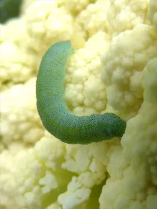 cabbage looper caterpillar (green with dark head and yellow speckles) feeding on cabbage florets in a garden
