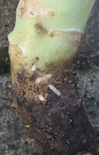 cabbage root fly larvae (white maggots) infesting a cabbage plant stem near soil line