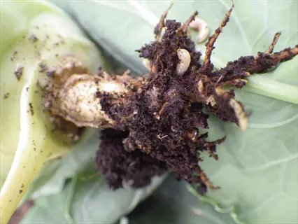 cabbage root maggots (delia radicum larvae) infesting the base of a brassica plant with exposed roots and soil showing typical feeding damage