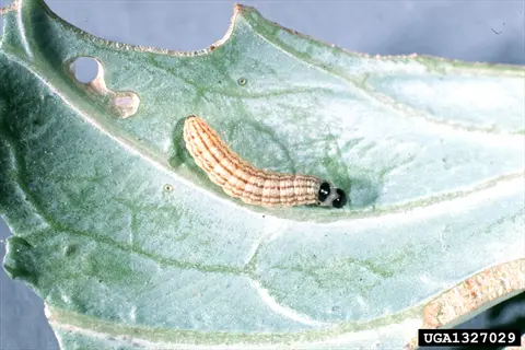 cabbage worm (pieris rapae larva) feeding on kale/cabbage leaf with characteristic holes and damage, showing uga pest database label uga1327029