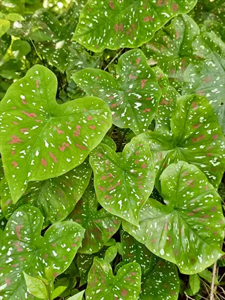 caladium heart shaped leaves: cluster of lush green leaves with distinctive red speckles and white flecks in a shaded garden setting