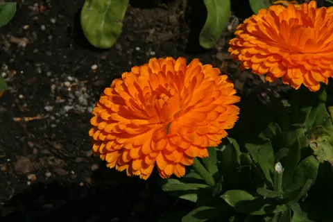 calendula double blooms (pacific beauty variety) with vibrant orange layered petals growing in soil among green foliage