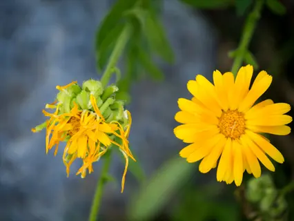 calendula green center: one flower with prominent green base and another with typical orange center, both surrounded by green foliage (similar to greenheart orange variety)