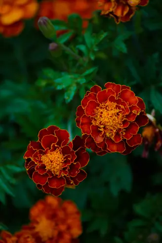 calendula red edges flowers with vibrant orange centers and green foliage; exhibits the characteristic touch of red petal edges