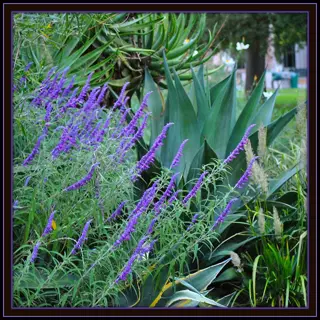 california native garden with purple flowering salvias (salvia spp.), agave plants, and diverse drought-tolerant greenery, showcasing native plant biodiversity