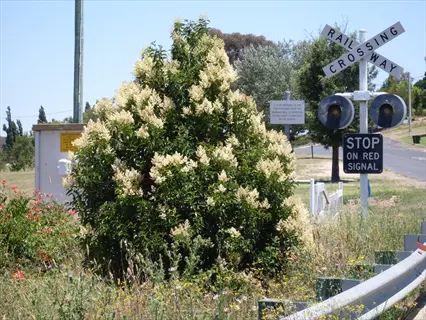 california privet shrub (ligustrum ovalifolium) flowering at a railway crossing with xing and stop signs
