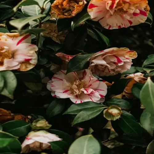 camellia japonica blooming with pink-white striped petals and lush green leaves