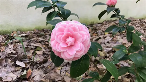 camellia pink perfection flower showcasing layered pink petals with glossy green leaves amidst fallen foliage