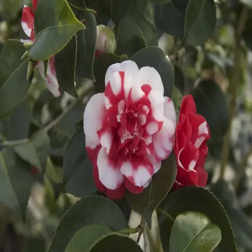 camellia sasanqua blooming with red and white petals surrounded by green leaves
