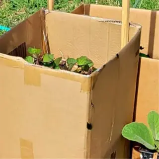 cardboard boxes used as plant covers in a garden setting