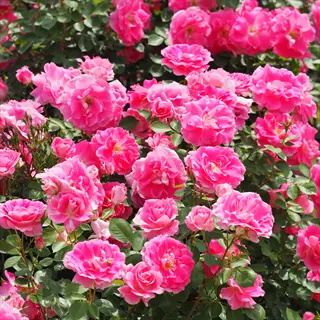 carefree delight roses: vibrant pink blooms in lush green foliage