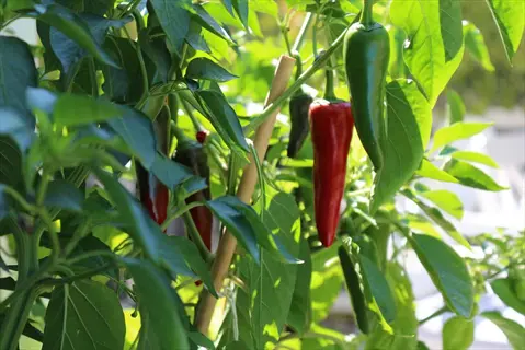 carmen pepper plant with ripe red and unripe green peppers growing on a stake in a sunny garden