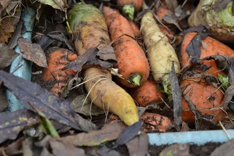 carrot storage outdoor mound: harvested carrots preserved by covering with leaves and soil in an open outdoor setting
