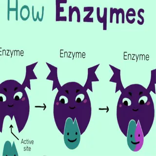 cartoon illustration showing how enzymes work with substrate and product