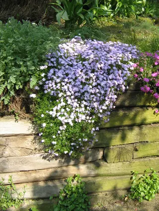 cascading emerald blue phlox flowers spill over a weathered wooden garden wall surrounded by lush greenery