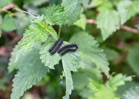 caterpillars feeding on green foliage - organic pest management solution for raspberry plants (monitoring and natural control)