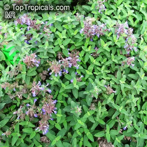 catnip plant garden with purple flowers and green leaves