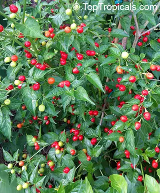 cayenne pepper plant growing guide: mature plant with abundant red and green peppers at various ripeness stages