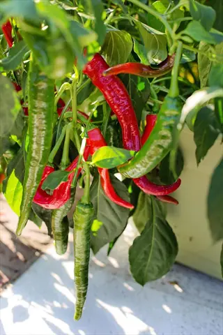 cayenne pepper plant with ripe red and unripe green peppers growing in a pot