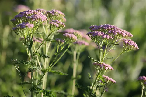 cerise queen yarrow (achillea millefolium) showcasing dense pink flower clusters and feathery green foliage in sunlight