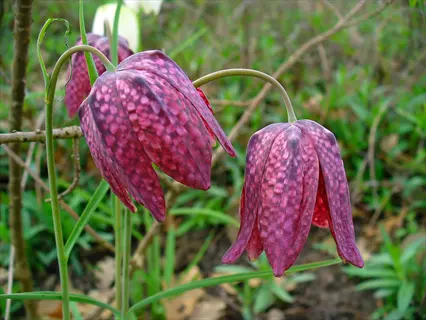 checkered purple fritillaria meleagris (snake's head) flowers in a natural garden - fritillaria garden flowers with drooping bells and mottled patterns