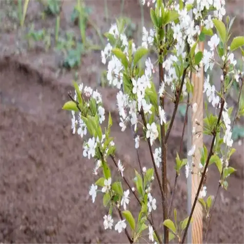 cherry tree sapling with white blossoms in soil