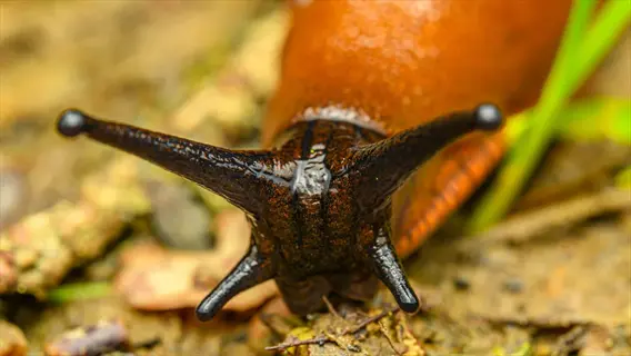 chervil slug (brown and black) with extended tentacles moving over soil and leaf litter in garden
