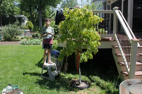 child standing near newly planted tree with vibrant rising sun redbud foliage in a sunny backyard