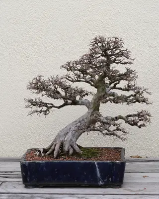 chinese elm bonsai in blue glazed pot on weathered wooden table against light beige stucco wall