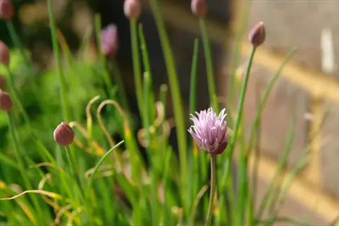 chives growing in pot with slender green leaves and purple flower heads (some in bud, some blooming) against a brick garden wall