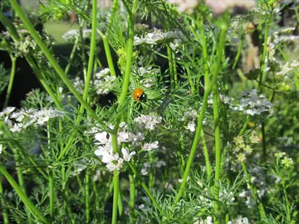 cilantro flowering plant (coriandrum sativum) in full bloom with delicate white flowers and a ladybug perched on its stem