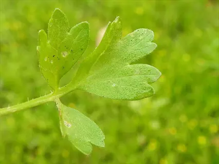 cilantro leaf spot: close-up of a cilantro leaf with visible spots and holes (early signs of disease) against green blurred background for leaf spot remediation reference