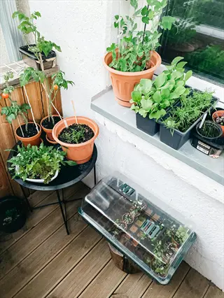 cilantro pots balcony container planting with assorted herbs, seedlings in terracotta pots, black trays, and propagation dome on wooden deck